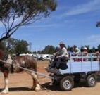 Ariah Park Camping Ground