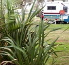 Buronga Riverside Caravan Park