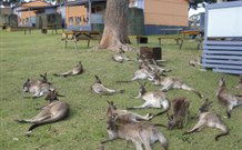 Durras Lake North Holiday Park - E Caravan Parks 4