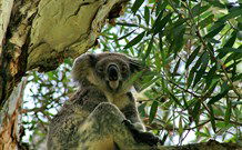 Flynns Beach Caravan Park - E Caravan Parks 2