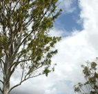 Glen Villa Resort and Tourist Park Casino - E Caravan Parks