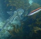 Honeymoon Bay - E Caravan Parks