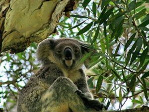 Flynns Beach Caravan Park - E Caravan Parks 3