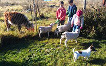 Dairy Park Farm Stay Bed And Breakfast - E Caravan Parks 1