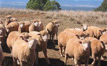 Dairy Flat Farm Holiday - E Caravan Parks 3