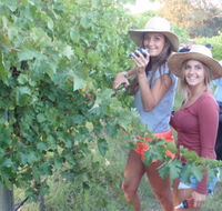 McLaren Vale Backpackers - E Caravan Parks