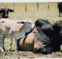 Henderson Park Farm Retreat - E Caravan Parks
