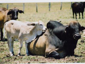 Henderson Park Farm Retreat - E Caravan Parks 0