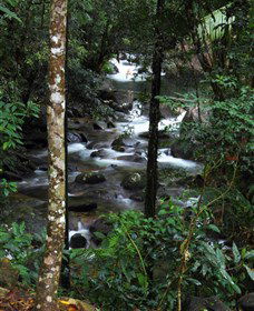 Daintree Secrets Waterfall Sanctuary - E Caravan Parks 1
