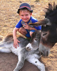 Destiny Boonah ECO Cottages And Donkey Farm - E Caravan Parks 0