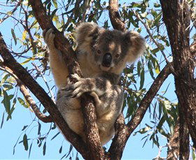 Destiny Boonah ECO Cottages And Donkey Farm - E Caravan Parks 2