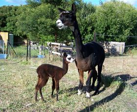 Cleburne - E Caravan Parks 5