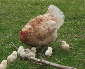 Eden Orchard And Farmstay - E Caravan Parks 3