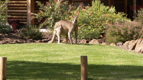 Dunkeld VIC E Caravan Parks