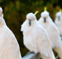 Aireys Inlet Getaway Resort - E Caravan Parks