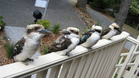 Around About Lorne Studios Or B&B - E Caravan Parks 2