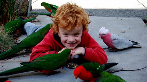 Around About Lorne Studios Or B&B - E Caravan Parks 3