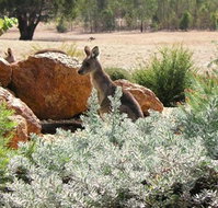 Kangaroos in the Top Paddock