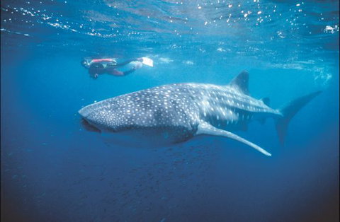 Mantarays Ningaloo Beach Resort - E Caravan Parks 7