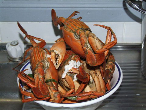 King Ash Bay Lodge - E Caravan Parks 0