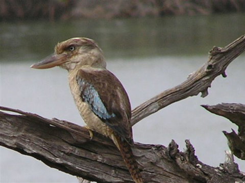 King Ash Bay Lodge - E Caravan Parks 2
