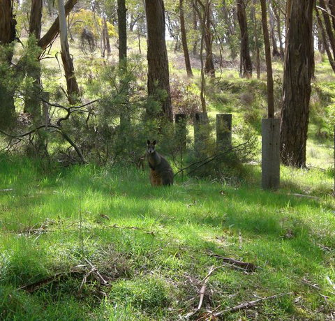 Mount Cole Cottages - E Caravan Parks 7