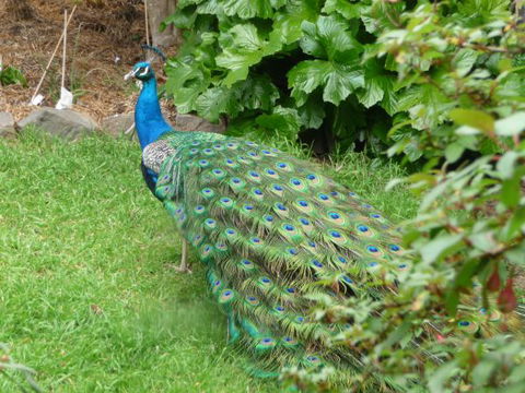 Eurambeen Historic Homestead And Gardens - E Caravan Parks 4