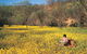 Miners Camp At Coalseam National Park - thumb 0