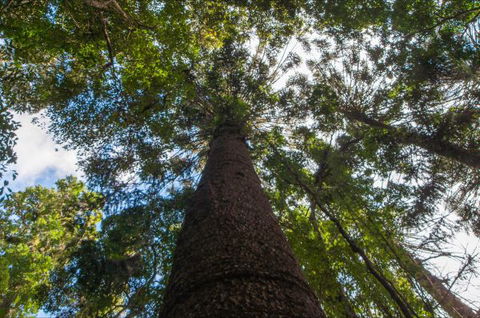 Bunya Mountains Accommodation Centre - E Caravan Parks 4