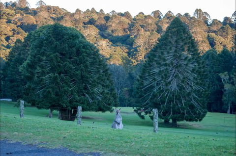 Bunya Mountains Accommodation Centre - E Caravan Parks 8