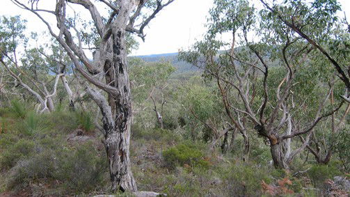 Moruben NSW E Caravan Parks