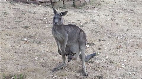 Kookaburra Ridge - E Caravan Parks 5