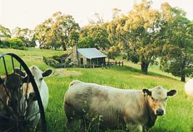 Adelaide Hills Country Cottages - Gum Tree Cottage - E Caravan Parks 1
