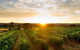 Serafino McLaren Vale - thumb 1