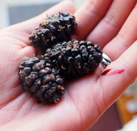 Baileys Lane - E Caravan Parks