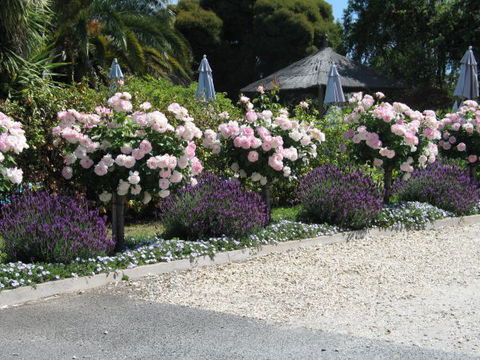 Wine Village Motor Inn - E Caravan Parks 4