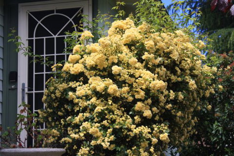 Katoomba Green Gables - E Caravan Parks 2