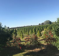 Rutherglen Christmas Trees Farm Stay - E Caravan Parks