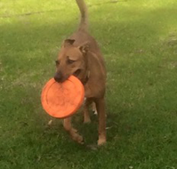 Newcastle K9 Central - E Caravan Parks