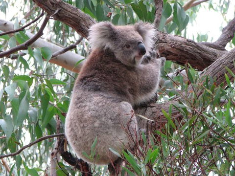 Chatby Lane Lorne - E Caravan Parks 3