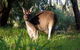 Gracetown Caravan Park - thumb 4