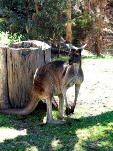 Toodyay Holiday Park & Chalets - E Caravan Parks 3