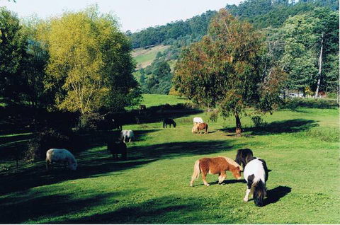 Whispering Spirit Holiday Cottages And Miniature Pony Stud - E Caravan Parks 4