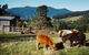 Whispering Spirit Holiday Cottages And Miniature Pony Stud - thumb 7