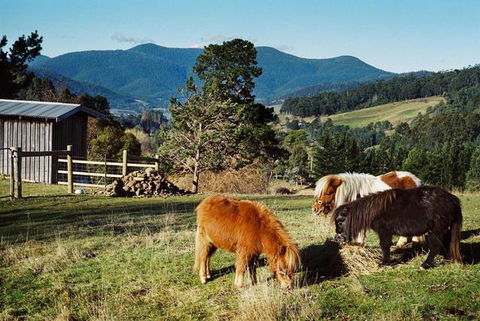 Whispering Spirit Holiday Cottages And Miniature Pony Stud - E Caravan Parks 7