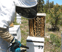 The House of Honey - E Caravan Parks