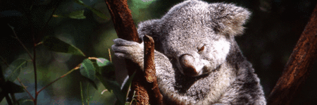 Koala and River Cruise by Mirimar Cruises - E Caravan Parks