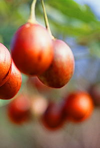 Tropical Fruit World - E Caravan Parks 0