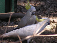 Wirrimbirra Sanctuary - E Caravan Parks 1