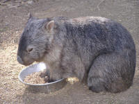 Wirrimbirra Sanctuary - E Caravan Parks 2